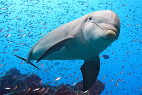 les mailes dauphins.